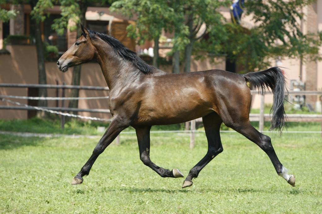 San Giacomo Horses & Agriturismo Arluno Exterior photo