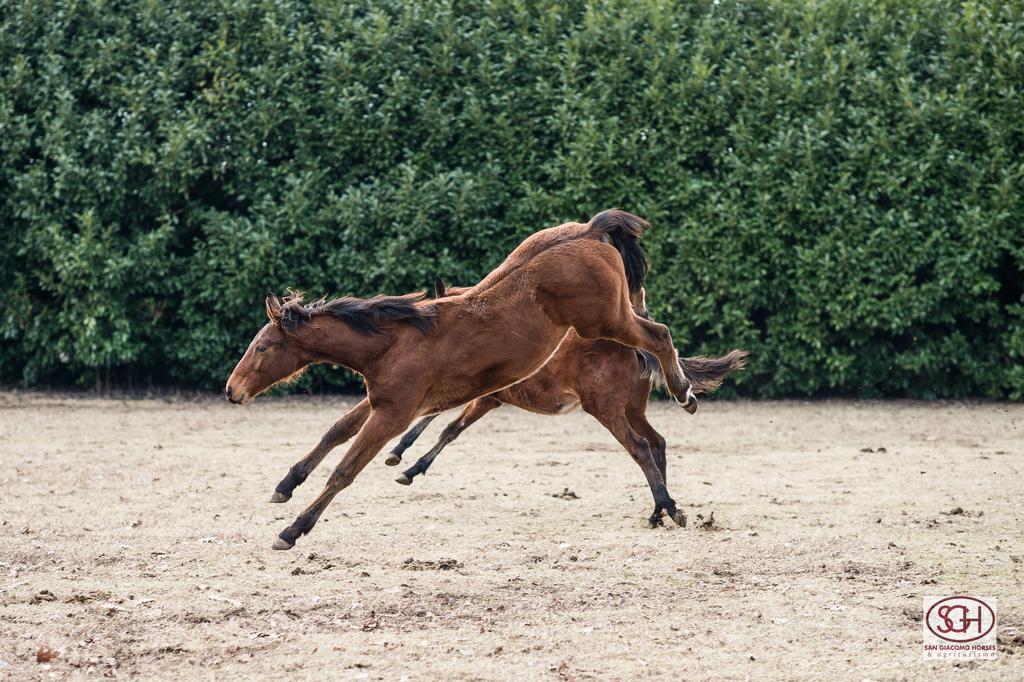 San Giacomo Horses & Agriturismo Arluno Exterior photo